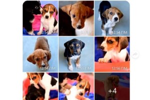 O Μάρλεϊ έστειλε την επιθυμία του στον Αγιο Βασίλη: Τις πρώτες γιορτές της ζωούλας του, να τις περάσει σε ένα ζεστό σπίτι