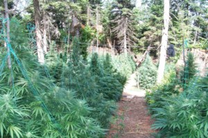 Κέρκυρα: Καλλιεργούσε κάνναβη δίπλα στο... Δικαστικό Μέγαρο