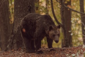 Χαλκιδική: Ανησυχία από τη νέα εμφάνιση αρκούδας στον Ταξιάρχη - Άρπαξε πρόβατα, ζημιές και σε μελίσσια