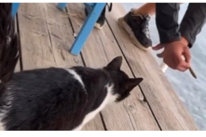 Φθιώτιδα: Είχαν άρρωστο τυφλό σκυλί μόνιμα αλυσοδεμένο στην αυλή - Τώρα ψάχνει για καινούριο σπίτι [βίντεο]