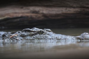 Τραγωδία στη Φλόριντα: 2χρονο αγοράκι πυροβόλησε κατά λάθος και σκότωσε τον πατέρα του - εικόνα 3