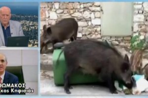 Φθιώτιδα: Τα αγριογούρουνα κατέβηκαν παραλία για... ποτάκι και μπάνιο [βίντεο] - εικόνα 2