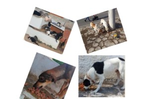 Αγρίνιο: Φιλόζωοι καταγγέλλουν τον δήμο για εγκατάλειψη ζώων σε συνθήκες βέβαιου θανάτου - εικόνα 2