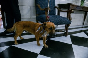 Φρίκη στην Πάτρα: Σκληρά βασανιστήρια σε σκύλο - Τον έσωσαν οι αστυνομικοί