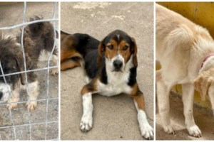 Καταγγελία του SGS: Εξαφανίζουν τα ζώα από το Κυνοκομείο Τρίπολης -  Kάποια επίσημη αρχή θα ελέγξει το καταφύγιο; - εικόνα 5