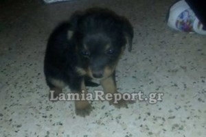 Ξάνθη: Πυροσβεστες διέσωσαν κουτάβι από φωτιά που ξέσπασε σε πρώην κλάμπ - εικόνα 3