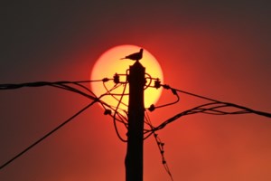 Απόκοσμα βίντεο: Σε πύρινο κλοιό η Δυτική Αττική - Τιτάνια μάχη με τη φωτιά στη Βένιζα, φόβος για τα Μέγαρα - εικόνα 2