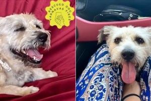 Πόσο πόνο έχει βιώσει αυτό το πλάσμα... Πόσες μέρες άντεχε στην άκρη του δρόμου χωρίς να μπορεί να κουνηθεί