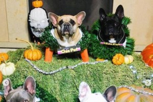 Συγκίνηση και χειροκροτήματα: Νεαρός βουτά στον Θερμαϊκό για να σώσει τυφλό σκύλο [βίντεο]