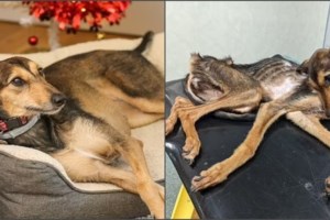 Φρίκη: Πέταξε το μαλτεζάκι της από την ταράτσα πολυώροφου κτιρίου - "Του έκανα χάρη επειδή το κακοποιούσα" - εικόνα 4