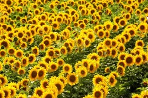 Τρίμηνο πακέτο μέτρων κατά της ακρίβειας σε ενέργεια και καύσιμα - Σε λίγη ώρα η εξειδίκευση των μέτρων - εικόνα 2