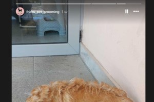 Η Σούκι από το Δημοτικό Κυνοκομείο Τρίπολης έχει τα μεγαλύτερα χαρίσματα στον κόσμο - εικόνα 5