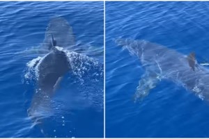 Η θανατηφόρα επίθεση καρχαρία το '50 στην Κέρκυρα που "στοιχειώνει" ακόμη: H δραματική ιστορία της Βάντας Πιέρρη - εικόνα 7