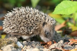Συγκινητικό: Η Εθελοντική Ομάδα Αντιμετώπισης Καταστροφών έσωσε σκατζοχοιράκι σε άθλια κατάσταση - εικόνα 2