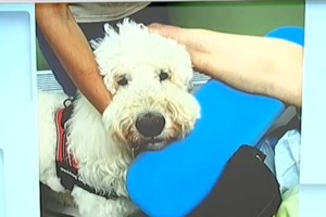 Γεωργιάδης: "Παρέα με Ουρά" - Σκύλοι θεραπείας δίπλα σε ογκολογικούς ασθενείς στο Μεταξά