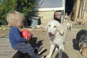 Ζάκυνθος: "Πρώτη φορά πήγε κοντά στο σκυλί", λέει ο πατέρας - "Οι γονείς είναι ιδιαίτερα φιλόζωοι, έχουν καταφύγιο"