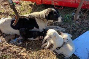 Γιατί δεν πρέπει να απλώνουμε το χέρι μας στη μούρη του σκύλου "για να μας μυρίσει" - Ο μύθος που καταρρέει