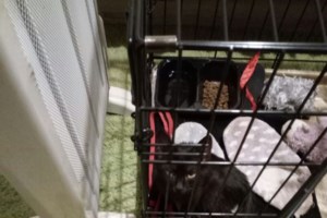 Mοναδικής αξίας περιστατικό διάσωσης άγριου ζώου: Γύπας σώθηκε από προσκόπους στη Λέσβο