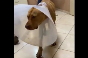 Κρήτη: "Ήθελα να τον στειρώσω" είπε ο άνδρας που βασάνισε φριχτά τον σκύλο - Εμφανίστηκε στις Αρχές - εικόνα 2