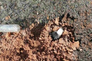 Σε καταφύγιο για φιλοξενία το σκυλί που έθαψε ζωντανό 90χρονος - εικόνα 2