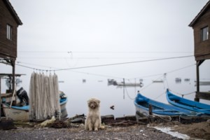 Μπορείτε πάντα να βοηθήσετε ένα ζωάκι: Τι είναι η εικονική υιοθεσία - εικόνα 4