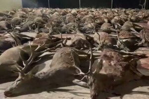 Γιατί ελάφι αποφάσισε να... εγκατασταθεί σε αυλή στην Πάρνηθα - Το φροντίζει η ΑΝΙΜΑ [Εικόνες] - εικόνα 2