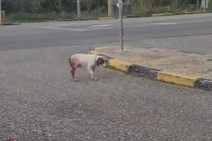 Ηλεία: Βρέθηκε ο ιδιοκτήτης του Ρεξ που κακοποιήθηκε στο Επιτάλιο - Δείχνει σημάδια ανάρρωσης