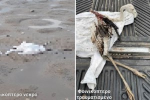 Σοκ στην Πιερία: 65χρονος αυτοκτόνησε με καραμπίνα μέσα στο σπίτι του