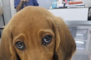 Σκαντζοχοιράκια: Το είδος μου πεθαίνει - Προσοχή στη χειμερία νάρκη - Παρακαλώ βοηθήστε με να μείνω ζωντανός! - εικόνα 6