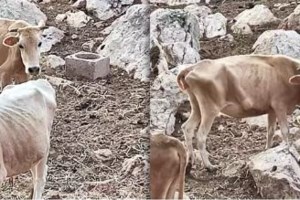 Αυτοψία και πρόστιμο στην κτηνοτροφική μονάδα στην Παραμυθιά μετά την μήνυση της Κατρίνας Τσάνταλη