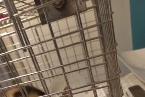 Ο αποχαιρετισμός του γάτου: Η  συλλογή ιστοριών της Hiro Arikawa για τη φιλία και τη δύναμη της αγάπης