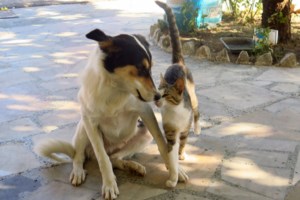 Save a Greek Stray: Σαββατοκύριακο στειρώσεων αδέσποτων γατιών από τον Ωρωπό και τη Χαλκίδα - εικόνα 2