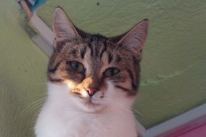 Γατάκια σε ανάγκη: Η οικογένεια τους φεύγει στο εξωτερικό και κινδυνεύουν να τα χάσουν όλα - εικόνα 4