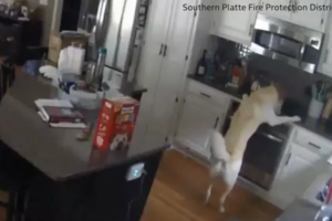 Κι όμως: Πολλές φωτιές ξεκινούν από πουλιά που παθαίνουν ηλεκτροπληξία - Ερευνα στις ΗΠΑ