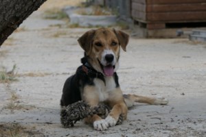 Τι σημαίνει όταν ο σκύλος σας γέρνει το κεφάλι του όταν του μιλάτε - Φινλανδός κτηνίατρος εξηγεί - εικόνα 2