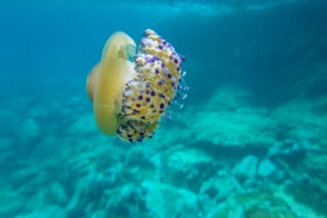 Μωβ μέδουσες: Τι πρέπει να κάνουμε σε περίπτωση τσιμπήματος στην παραλία - Ωκεανολόγος εξηγεί - εικόνα 2