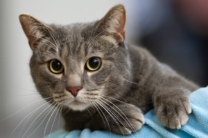 Πυομήτρα σε σκύλο και σε γάτα: Τι είναι, αιτία και συμπτώματα - Από τι προκαλείται πώς αντιμετωπίζεται