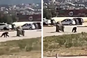 Νίκος Φίλης για θανάτωση χιμπατζή: Έγκλημα η εκτέλεση του ζώου - Κάτεργα άγριας ζωής οι ζωολογικοί κήποι