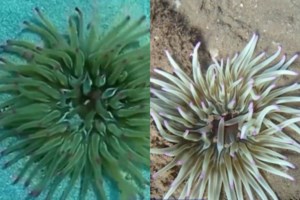 Μωβ μέδουσες: Τι κάνουμε αν μας τσιμπήσει και τι πρέπει να έχουμε μαζί μας για πρώτες βοήθειες