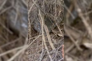 Η απολογία του ελαιοχρωματιστή: Μπήκε στην Πινακοθήκη από ανασφάλιστη μπαλκονόπορτα, έκλεψε τους πίνακες και έφυγε με ταξί - εικόνα 5