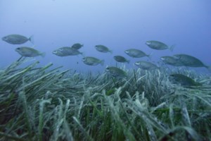 Μωβ μέδουσες: Οι επτά σωτήριες κινήσεις σε περίπτωση τσιμπήματος - Σε ποιες παραλίες της Αττικής εμφανίστηκαν