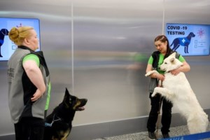 Κορονοϊός: Πόσο καιρό διαρκεί η απώλεια όσφρησης - Εμφανίζεται στο 86% των ασθενών - εικόνα 2