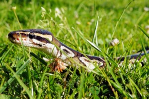 Δεύτερος φριχτός θάνατος από πύθωνα στην Ινδονησία μέσα σε ένα μήνα: 36χρονη γυναίκα βρέθηκε νεκρή στην κοιλιά του ερπετού - εικόνα 2