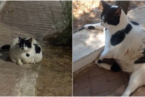 Chonkus Maximus: Κινδύνεψε η διάσημη γάτα των Χανίων - Την κυνηγούσαν influencers και TikTokers - εικόνα 3