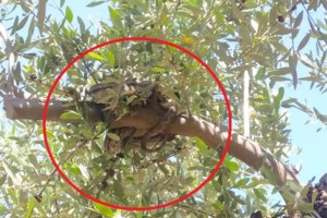 Πάτρα: Γλίτωσε τον κίνδυνο ο 57χρονος που τον δάγκωσε οχιά - Παίρνει σύντομα εξιτήριο