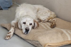 "Παράμυθο με θέα": H Νάλα, ο Σίμπα και ο Κρόνκι στο θεατρικό σανίδι μας λένε ιστορίες και τραγούδια για... θεριά...