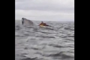 Απίστευτο βίντεο: Φάλαινες 45 τόνων προστατεύουν δύτη από καρχαρία - εικόνα 4