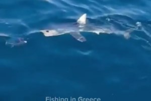 Ένας μικρός καρχαρίας "επισκέφθηκε" τους λουόμενους στη Σαλαμίνα [βίντεο]