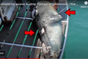 Χάρης Βεραμόν: Δεν θα πρέπει να μένει κανείς ατιμώρητος, όταν έχει δολοφονήσει κάποιο ζώο - εικόνα 2