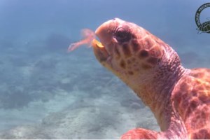 Μωβ μέδουσες: Τι πρέπει να κάνουμε σε περίπτωση τσιμπήματος στην παραλία - Ωκεανολόγος εξηγεί - εικόνα 3